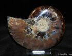 Gorgous Inch Split Ammonite (Half) #368-1